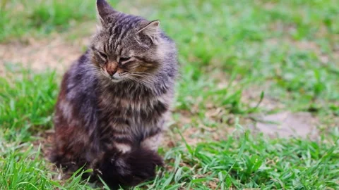 Cat exploring garden and experiencing different moments Stock Footage 335222567