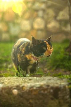 Cat exploring grass in a garden during sunset near stone wall Stock Photos