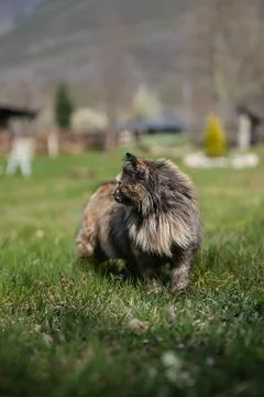 Cat exploring green grass in backyard garden Stock Photos
