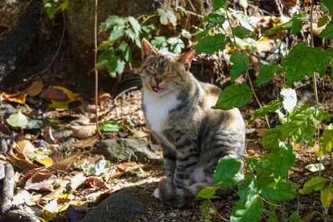 Cat exploring leaf litter beside trail Stock Photos