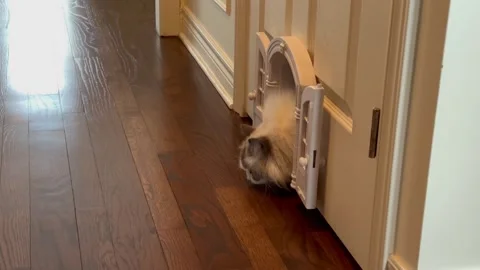 Cat exploring a new door between rooms Stock Footage 328049984