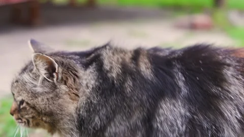 Cat exploring outdoor area with grass and rocks in daylight Stock Footage 335222576