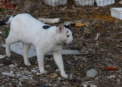 Cat exploring a rustic outdoor setting in the early evening light Stock Photos