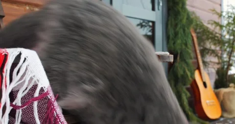 Cat exploring snowy backyard, nestled in chair with cozy blanket. Winter day Stock Footage 280098692