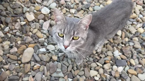 Cat exploring the stone-paved terrace Stock Footage 316177002