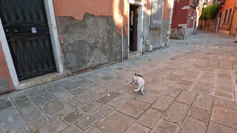 Cat Exploring Venice Street 스톡 동영상 309378442