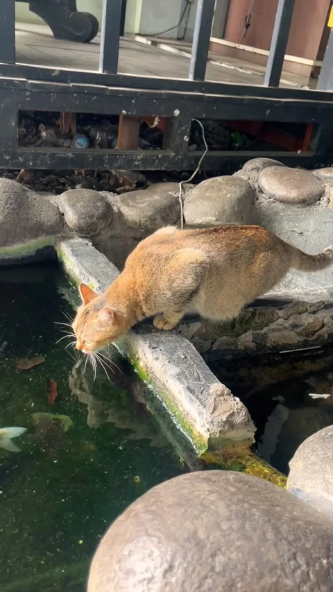 Cat Exploring Water Garden Observing Koi Fish Видео 344608130