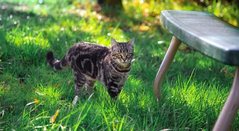 Cat Exploring the Yard Outside Stock Photos