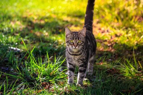 Cat Exploring the Yard Outside Stock Photos