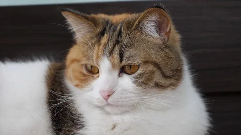 Cat expression, walking, cute animal Stock Footage 90430087