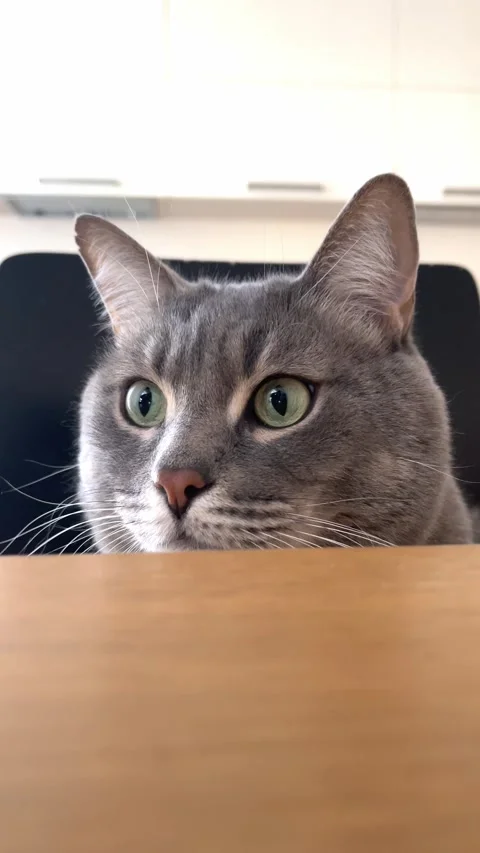 Cat with an expressive look sits at the table Stock Footage 303507140