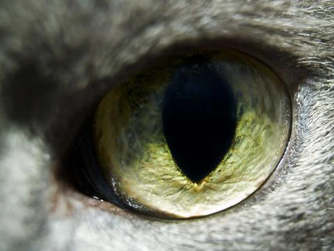 Cat eye 2 Stock Photos