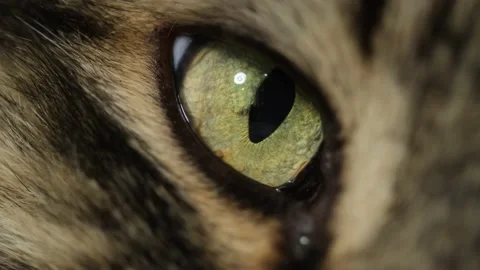 Cat eye close up macro. Stock Footage 201532840