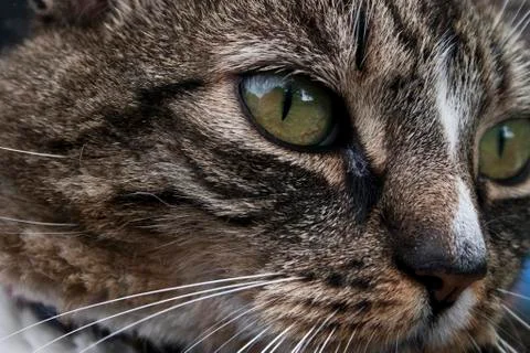 Cat eye close up 스톡 사진