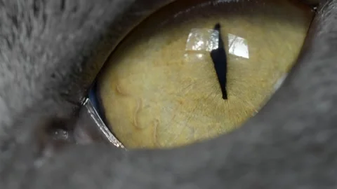 Cat Eye in Extreme Close-Up with Yellow Iris and Slit Pupil Stock Footage 345453589