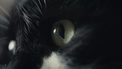 Cat eye macro close up dog scare him run away domestic pet reflection Stock Footage 153019270