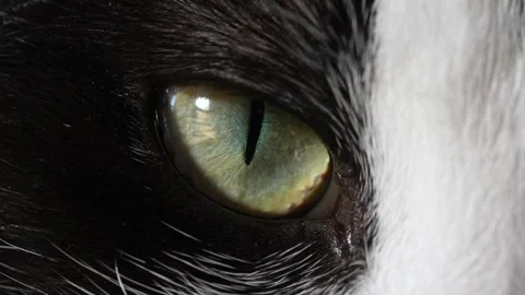 Cat Eye Macro Close-up Looking At Camera Stock Footage 304590464