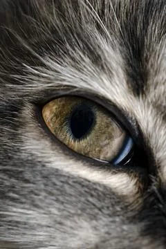 Cat eye macro, close up Stock Photos