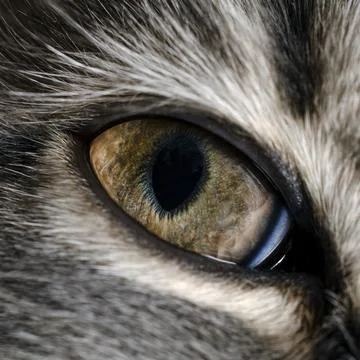 Cat eye macro, close up Stock Photos