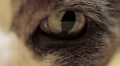 cat eye macro HD Footage