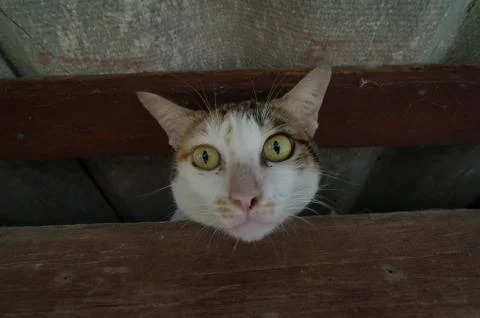 Cat eye Stock Photos