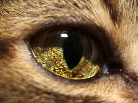 Cat eye Stock Photos