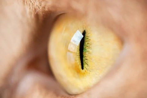 Cat eye Stock Photos