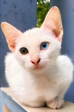 Cat eye 스톡 사진