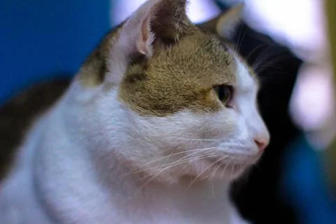 Cat eye 스톡 사진