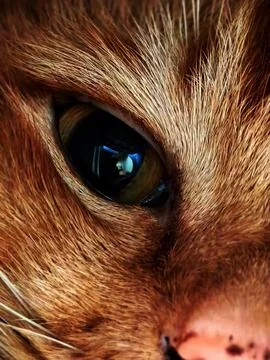 Cat eye. Stock Photos