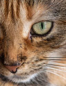 Cat eye stare. Stock Photos
