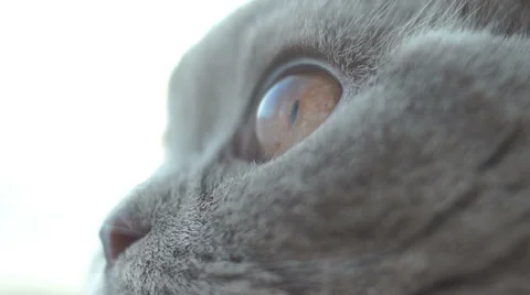 Cat eyes close up Видео 45588455