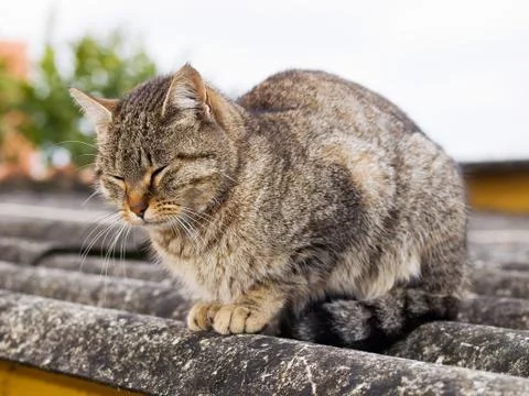 Cat with eyes closed Stock Photos