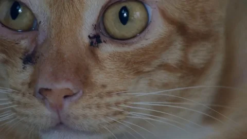 Cat eyes closeup Stock Footage 81330115