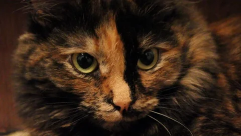 Cat eyes, closeup Vídeo Stock 99014849