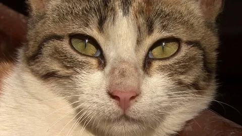 Cat eyes Egypt Stock-Footage 104243645