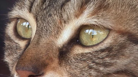 Cat eyes egypt Stock-Footage 107374063