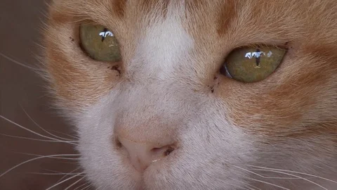 Cat eyes egypt Stock-Footage 107384346