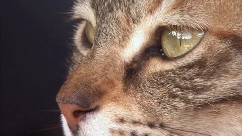 Cat eyes egypt Stock Footage 107384358