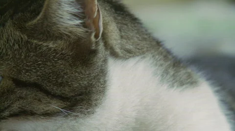 Cat Eyes Stock Footage 333195