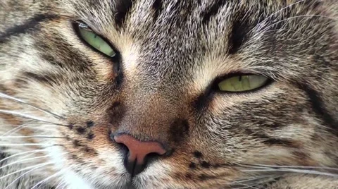 Cat eyes Stock Footage 10896410