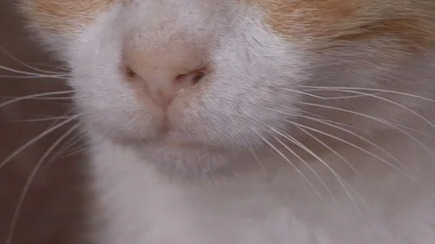 Cat  eyes Stock Footage 107384492