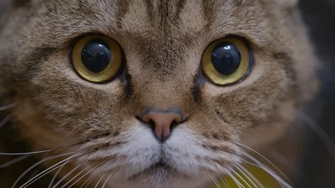Cat Eyes Looking At Camera, Close Up Cat Face Stock Footage 129871842