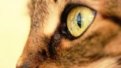Cat eyes macro Stock-Footage 11132060