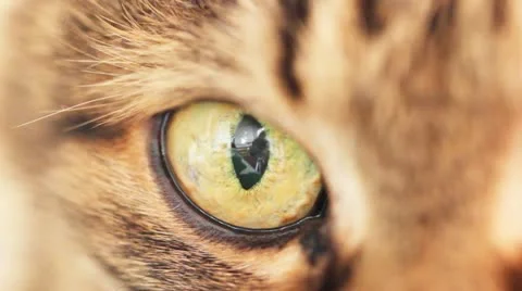 Cat eyes macro Stock Footage 11132067