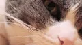 cat eyes macro HD Footage