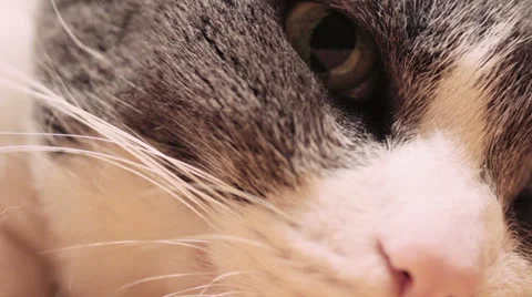 Cat eyes macro Stock Footage