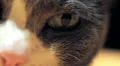 cat eyes macro HD Footage
