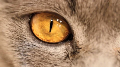 Cat eyes macro Stock Footage 49006131