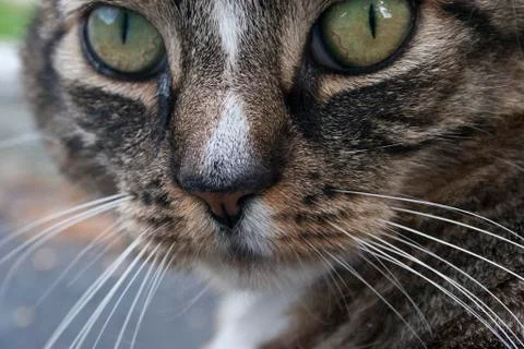 Cat eyes 스톡 사진